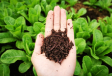 The Benefits of Vermicomposting Harnessing Worm Castings for Nutrient-Rich Soil