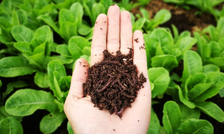 The Benefits of Vermicomposting Harnessing Worm Castings for Nutrient-Rich Soil