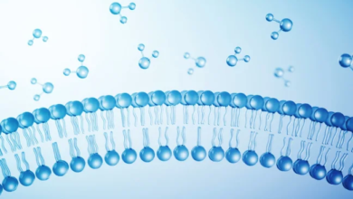 Physicochemical Properties